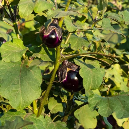 BIO Baklažán Bambino - Solanum melongena - bio semená baklažánu - 15 ks