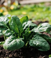 Špenát Fagot - Spinacia oleracea - semená špenátu - 200 ks