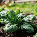 Špenát Fagot - Spinacia oleracea - semená špenátu - 200 ks