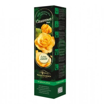 Ruža veľkokvetá kríková - Fragrant Casanova - Rosa - voľnokorenné sadenice ruže - 1 ks
