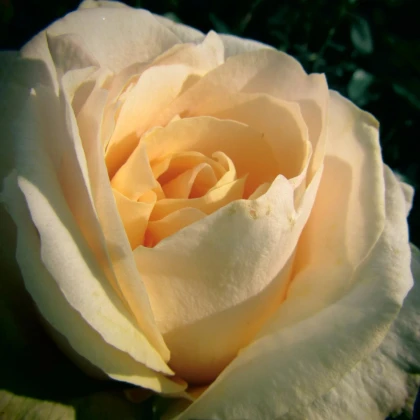 Ruža veľkokvetá kríková - Fragrant Casanova - Rosa - voľnokorenné sadenice ruže - 1 ks