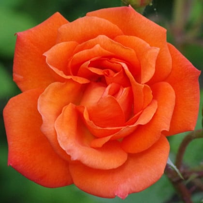 Ruža veľkokvetá kríková - Fragrant Doris Tysterman - Rosa - voľnokorenené sadenice ruže - 1 ks