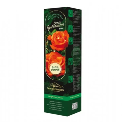 Ruža veľkokvetá kríková - Fragrant Doris Tysterman - Rosa - voľnokorenené sadenice ruže - 1 ks