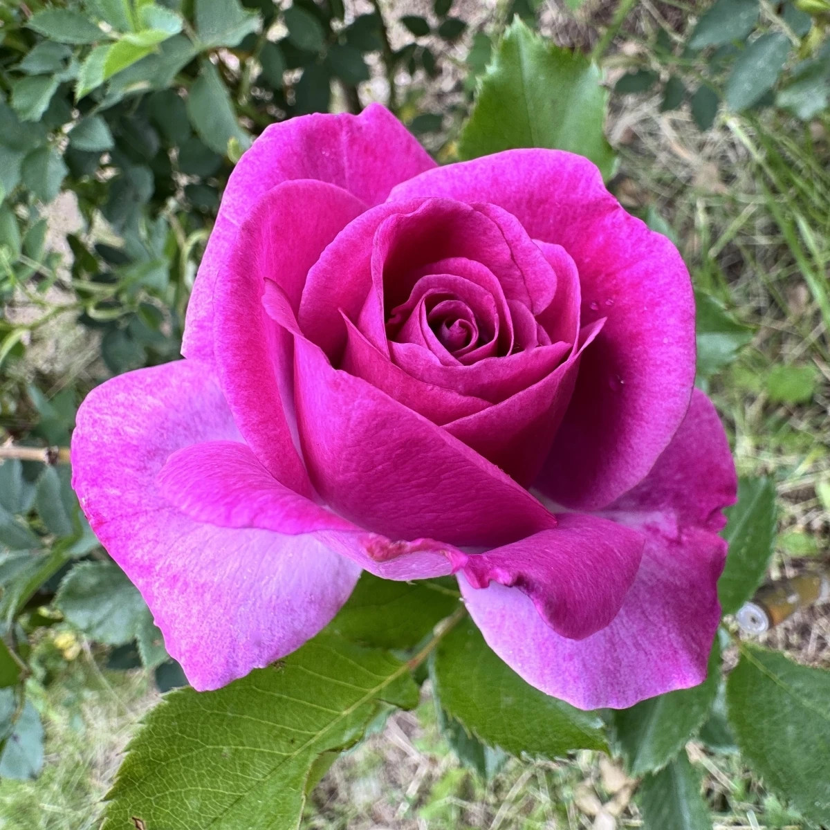 Ruža veľkokvetá kríková - Fragrant Lila Wunder - Rosa - voľnokorenné sadenice ruže - 1 ks