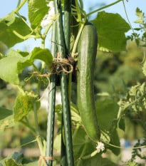 Uhorka šalátová Tribute F1 - Cucumis sativus - semená uhorky - 10 ks