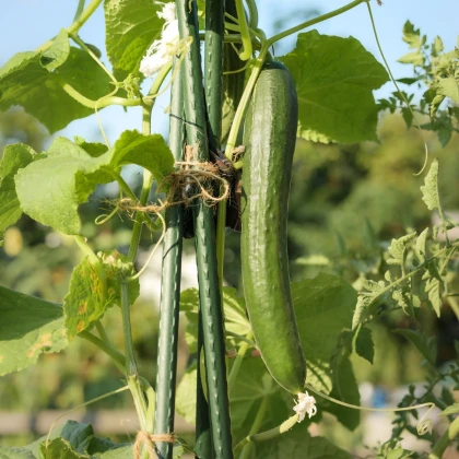 Uhorka šalátová Tribute F1 - Cucumis sativus - semená uhorky - 10 ks