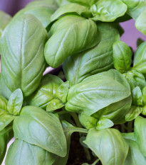 BIO Bazalka veľkolistá - Ocimum basilicum - bio semená bazalky - 100 ks