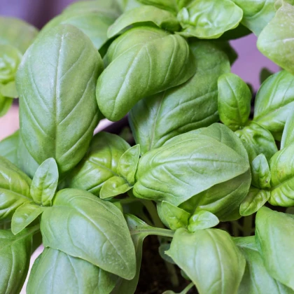 BIO Bazalka veľkolistá - Ocimum basilicum - bio semená bazalky - 100 ks