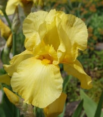 Kosatec nemecký Maui Moonlight - Iris germanica - hľuzy kosatca - 1 ks