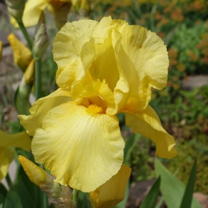 Kosatec nemecký Maui Moonlight - Iris germanica - hľuzy kosatca - 1 ks