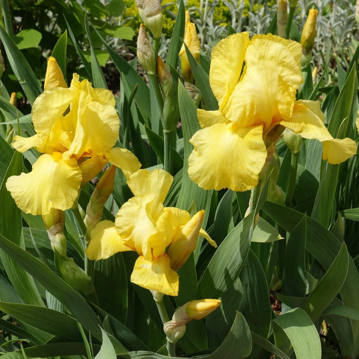 Kosatec nemecký Maui Moonlight - Iris germanica - hľuzy kosatca - 1 ks