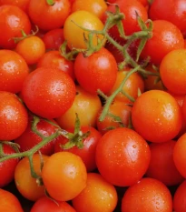 Paradajka kríčková Minirotus F1 - Solanum lycopersicum - semená paradajok - 10 ks