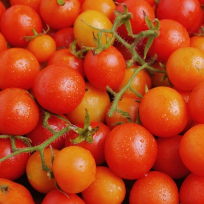 Paradajka kríčková Minirotus F1 - Solanum lycopersicum - semená paradajok - 10 ks