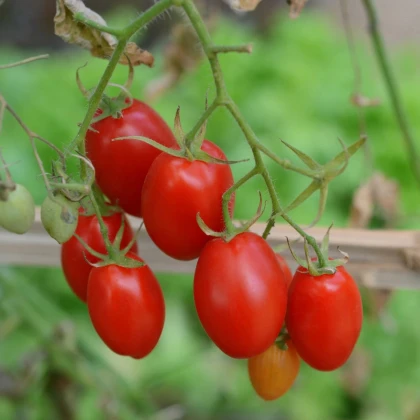 Paradajka kríčková Minipeelus F1 – Solanum lycopersicum – semená paradajok