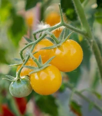 Paradajka kríčková Minigelbus F1 - Solanum lycopersicum - semená paradajok - 10 ks