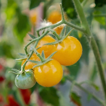 Paradajka kríčková Minigelbus F1 - Solanum lycopersicum - semená paradajok - 10 ks