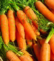 Mrkva Rubína - Daucus carota - semená mrkvy - 150 ks