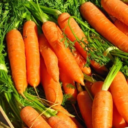 Mrkva Rubína - Daucus carota - semená mrkvy - 150 ks