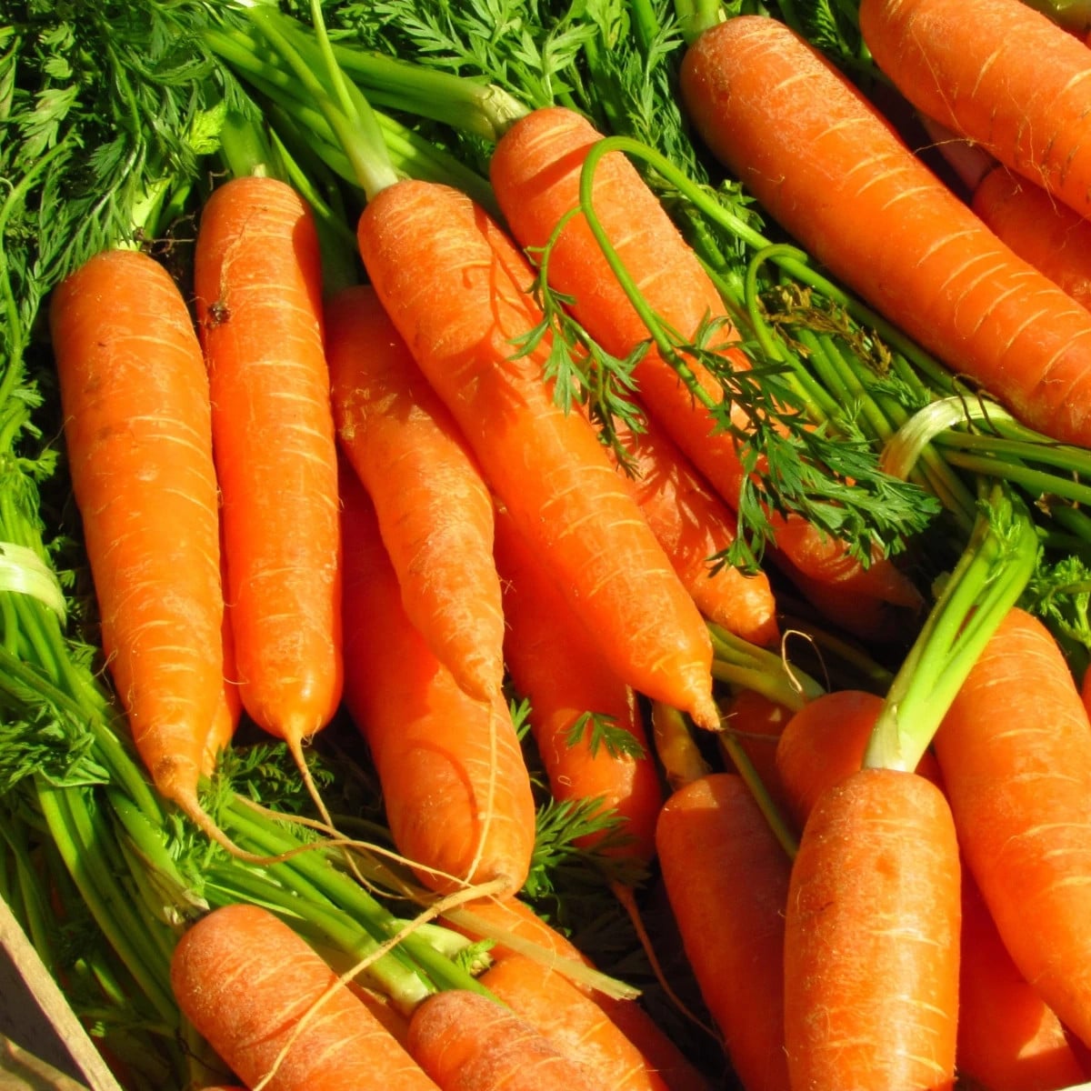 Mrkva Rubína - Daucus carota - semená mrkvy - 150 ks