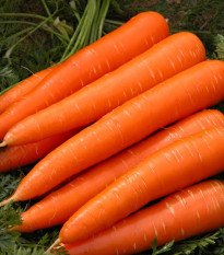 Mrkva Berlikumer 2 - Daucus carota - semená mrkvy - 150 ks