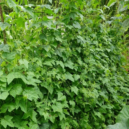 Mexická miniuhorka - Melothria scabra - semená uhorky cucamelon - 5 ks