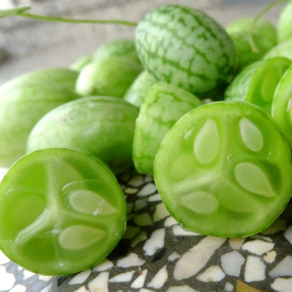 Mexická mini uhorka – Melothria scabra – semená uhorky