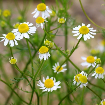 Rumanček kamilkový - Matricaria recutita - semená rumančeka - 600 ks