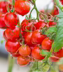 Paradajka Gourmelito F1 - Solanum lycopersicum - semená paradajky - 6 ks