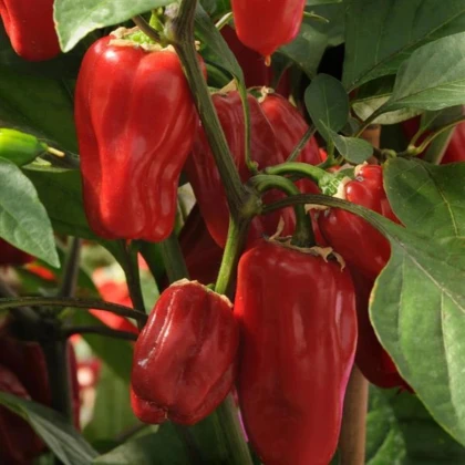 Paprika Sweet Heat F1 - Capsicum annuum - semená papriky - 6 ks