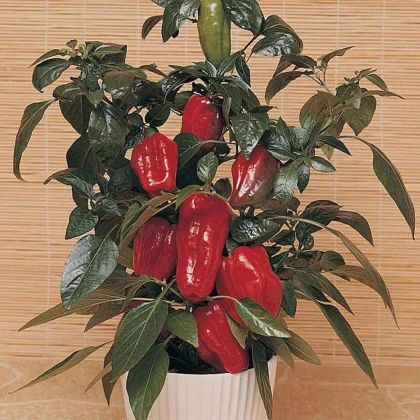 Paprika Sweet Heat F1 - Capsicum annuum - semená papriky - 6 ks