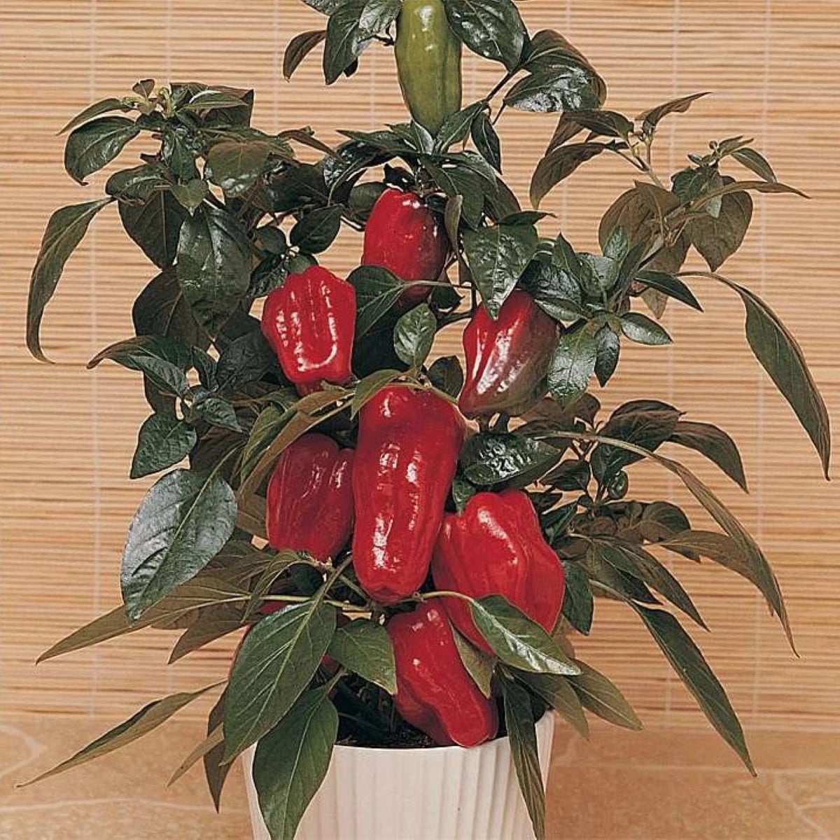 Paprika Sweet Heat F1 - Capsicum annuum - semená papriky - 6 ks
