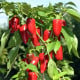 Paprika Balconi F1 - Capsicum annuum - semená papriky - 6 ks