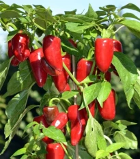 Paprika Balconi F1 - Capsicum annuum - semená papriky - 6 ks