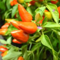 Chilli Foxta - Capsicum annuum - semená chilli - 6 ks