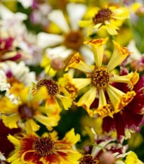 Krásnoočko Sea Shells Mix - Coreopsis hybrida - semená krásnoočka - 50 ks