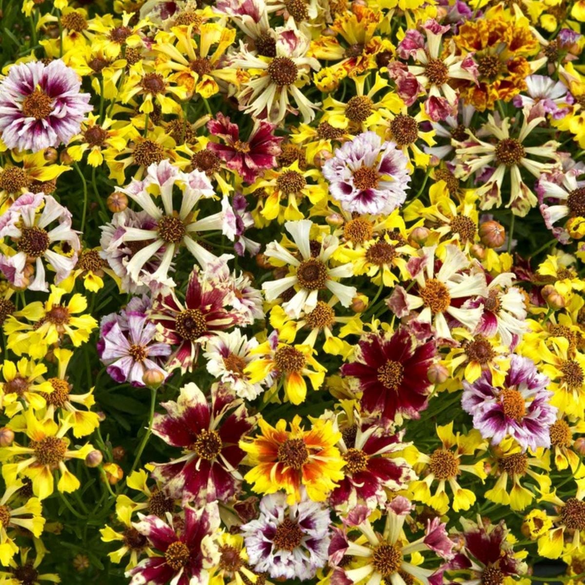 Krásnoočko Sea Shells Mix - Coreopsis hybrida - semená krásnoočka - 50 ks