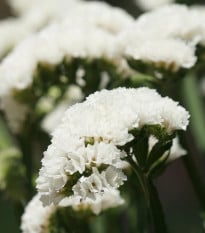 Limonka zohnutá Hipster White - Limónium sinuatum - semená limonky - 30 ks