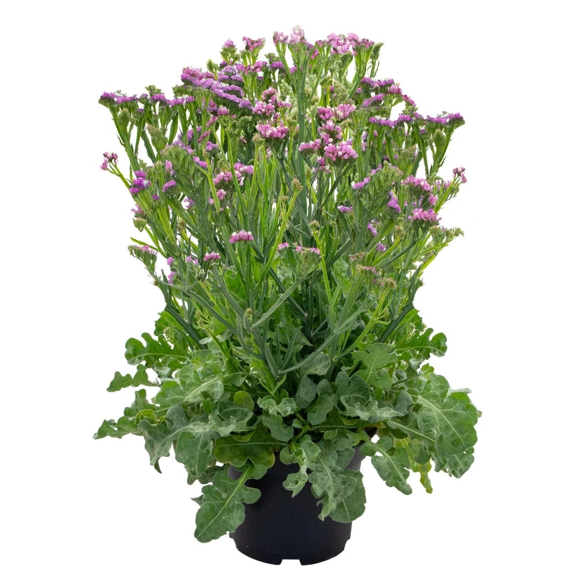 Limonka zohnutá Hipster Rose - Limonium sinuatum - semená limonky - 30 ks
