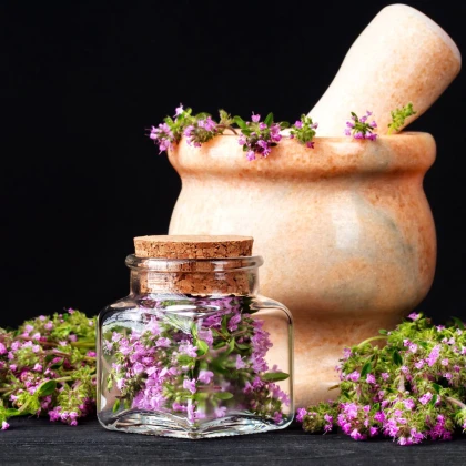 Materina dúška - Thymus serpyllum - semená materinej dúšky - 500 ks