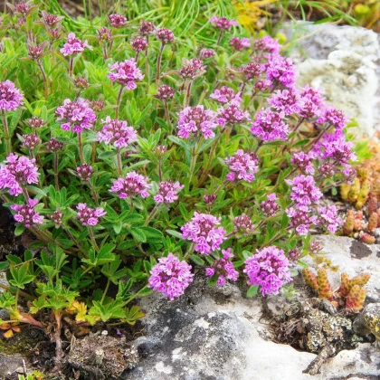 Materina dúška - Thymus serpyllum - semená materinej dúšky - 500 ks