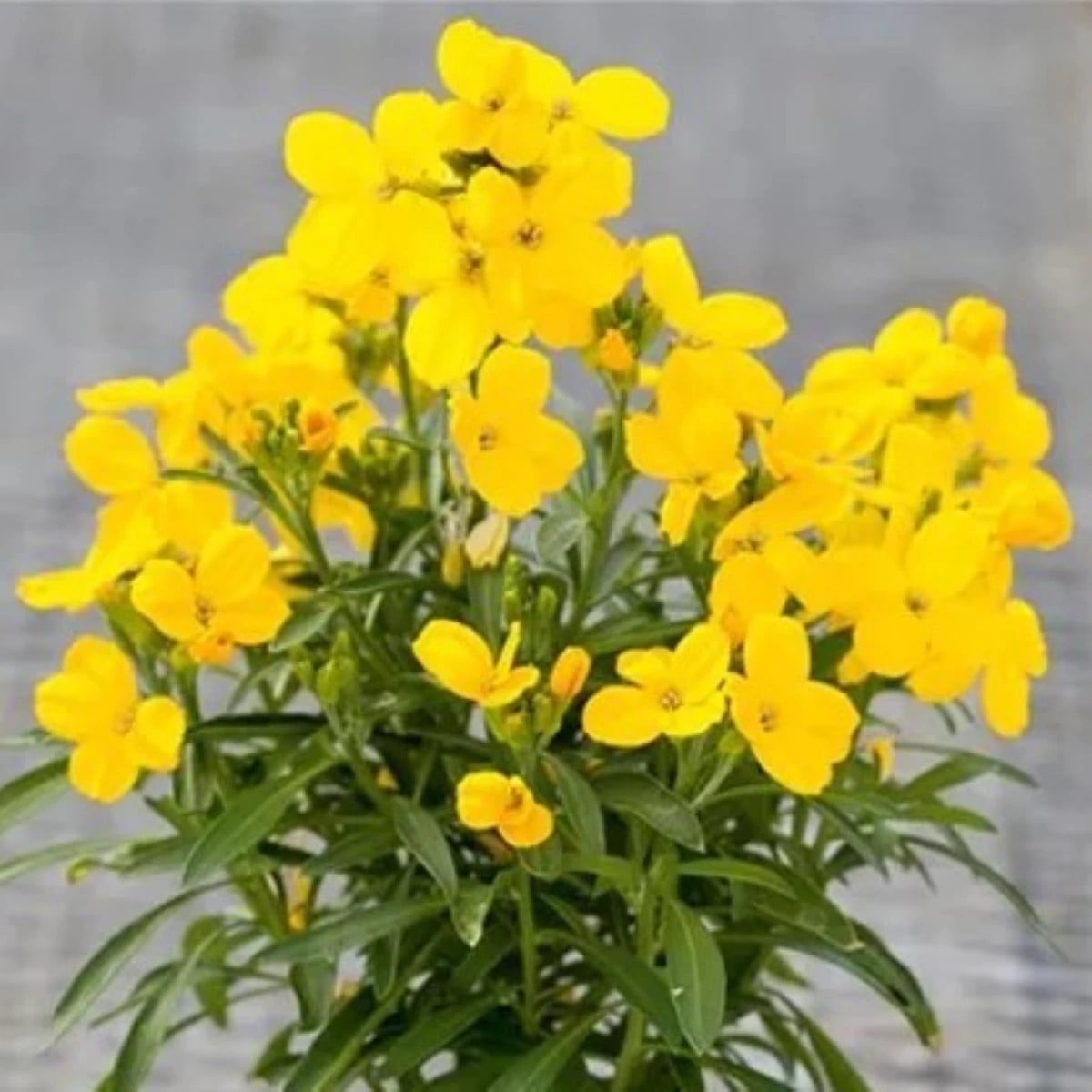 Cheirant voňavý Sugar Rush F1 Yellow - Cheiranthus cheiri - semená chejrantu - 20 ks