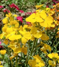 Cheirant voňavý Sugar Rush F1 Yellow - Cheiranthus cheiri - semená chejrantu - 20 ks