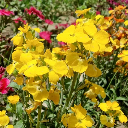 Cheirant voňavý Sugar Rush F1 Yellow - Cheiranthus cheiri - semená chejrantu - 20 ks