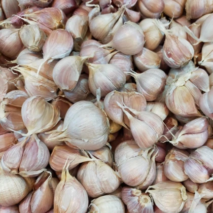 Sadbový cesnak Slavin II - Allium sativum - paličiak - 1 balenie