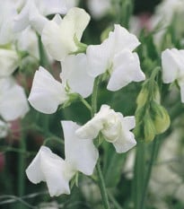 Hrachor Elegance White - Lathyrus odoratus - semená hrachora - 20 ks