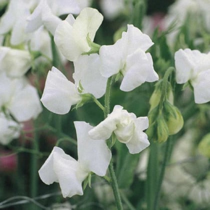 Hrachor Elegance White - Lathyrus odoratus - semená hrachora - 20 ks