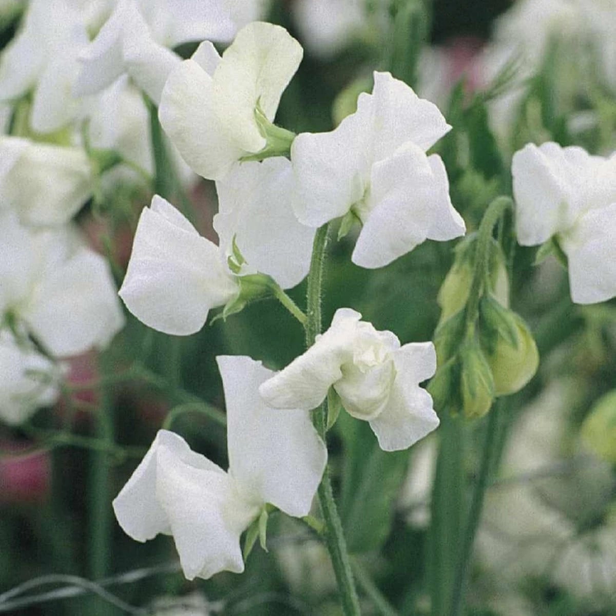 Hrachor Elegance White - Lathyrus odoratus - semená hrachora - 20 ks
