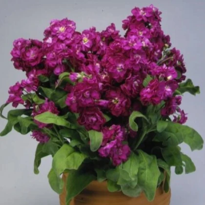 Fiala Cinderella Purple - Matthiola incana - semená fialy - 40 ks