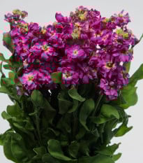 Fiala Cinderella Purple - Matthiola incana - semená fialy - 40 ks