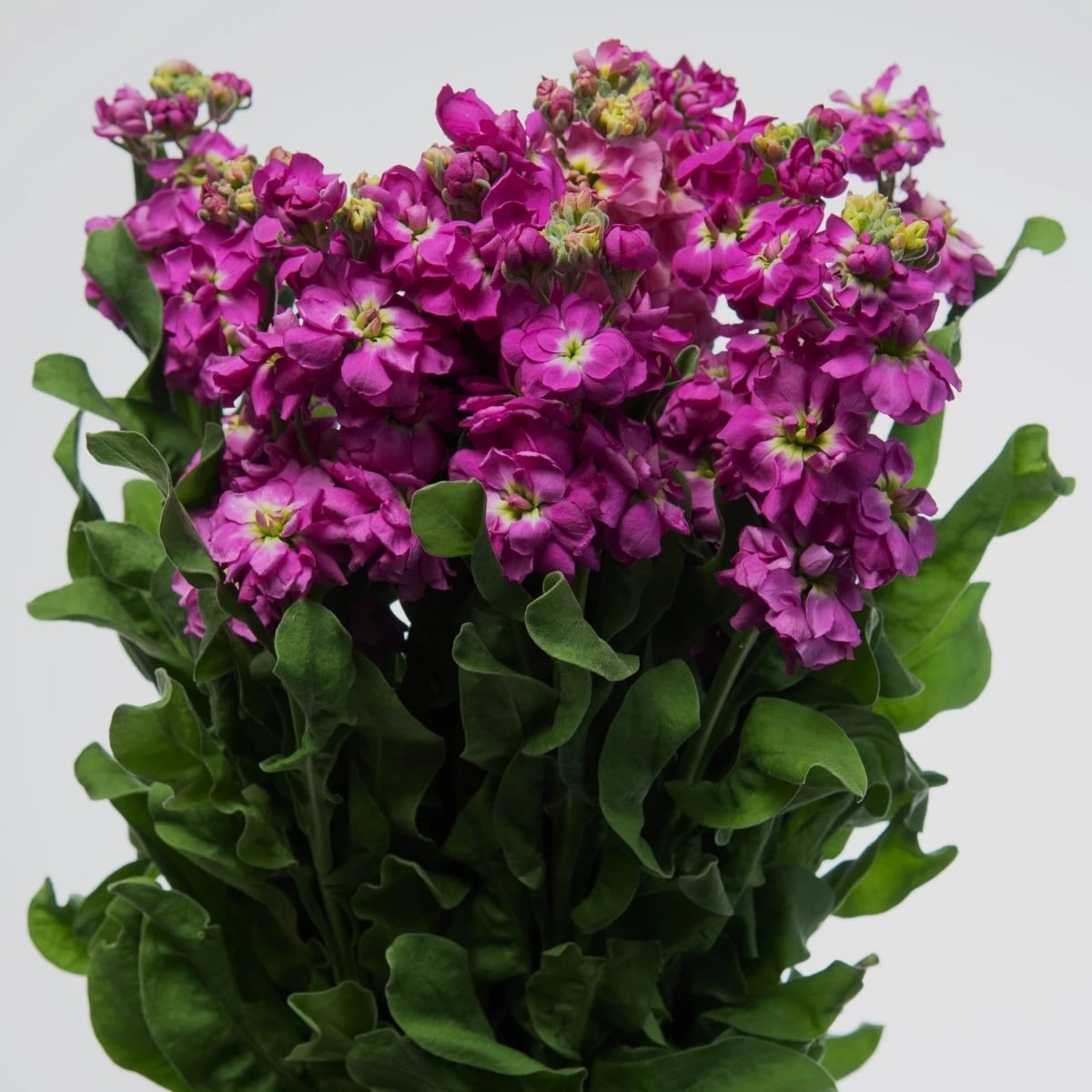 Fiala Cinderella Purple - Matthiola incana - semená fialy - 40 ks